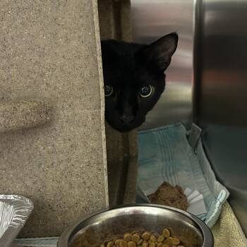 Loki -  Domestic Short Hair Cat for Adoption in Asheville, North Carolina - Loki | PetCurious
