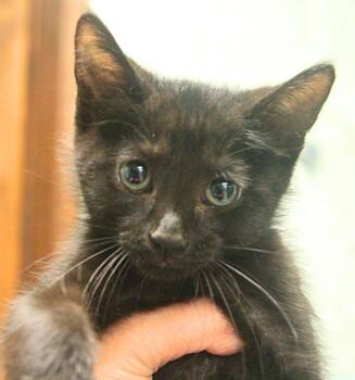 Elm -  Domestic Short Hair Cat for Adoption - Elm | PetCurious