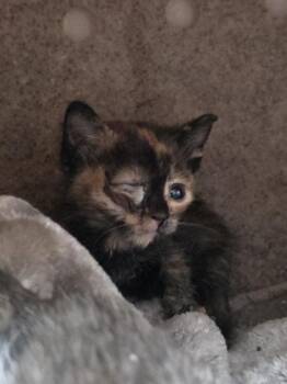 Wimberly -  Domestic Short Hair Cat for Adoption in Houston, Texas - Wimberly | PetCurious