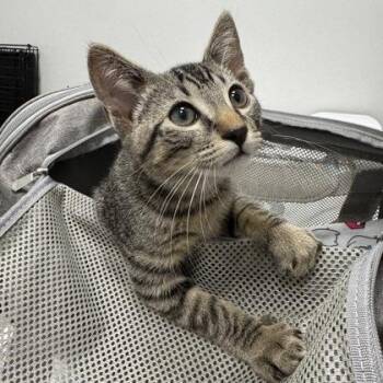 Wrangler -  Domestic Short Hair Cat for Adoption in Atlanta, Georgia - Wrangler | PetCurious