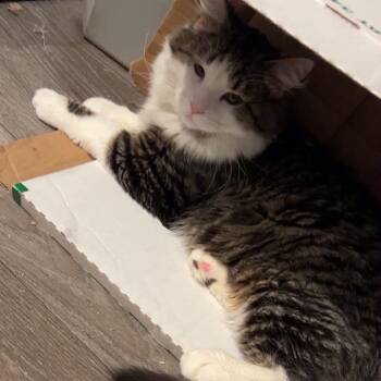 Tigger -  Domestic Medium Hair Cat for Adoption in Rochester, Minnesota - Tigger | PetCurious
