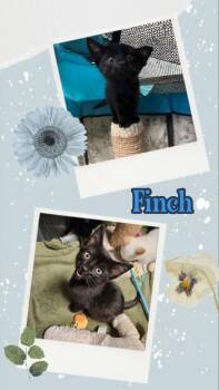 Finch -  Domestic Short Hair Cat for Adoption in Liberty, New York - Finch | PetCurious