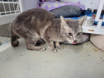 Domestic Short Hair Cats Available for Adoption in Camden, Tennessee - Carson | PetCurious