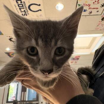 Christopher Columpuss -  Domestic Short Hair Cat for Adoption in Indianapolis, Indiana - Christopher Columpuss | PetCurious