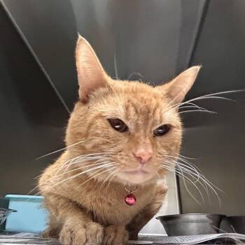 Toulouse -  Domestic Short Hair Cat for Adoption in Lake Jackson, Texas - Toulouse | PetCurious