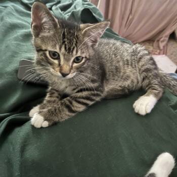 Pluto -  Tabby Cat for Adoption in Wheeling, Illinois - Pluto | PetCurious