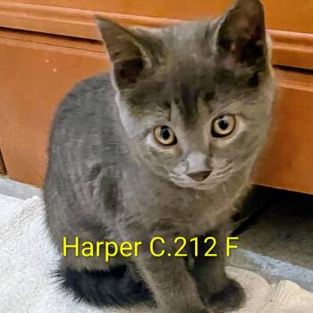 Foster Harper -  Domestic Short Hair Cat for Adoption in Batavia, New York - Foster Harper | PetCurious