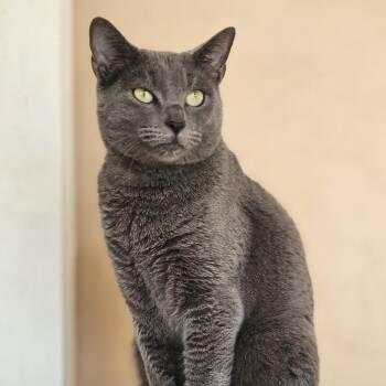 Domestic Short Hair Cats Available for Adoption in Laredo, Texas - Mia | PetCurious