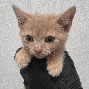 Creamy Creations -  Domestic Short Hair Cat Available for Adoption in Abilene, Texas - Creamy Creations | PetCurious