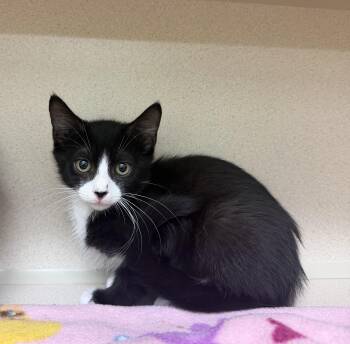 Philip -  Domestic Short Hair Cat for Adoption in Hudson, New York - Philip | PetCurious