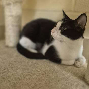 Anca -  Domestic Short Hair Cat for Adoption in Schertz, Texas - Anca | PetCurious