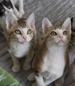 Fire, Flick and Flame -  Domestic Short Hair Cat for Adoption in Miami, Florida - Fire, Flick And Flame | PetCurious