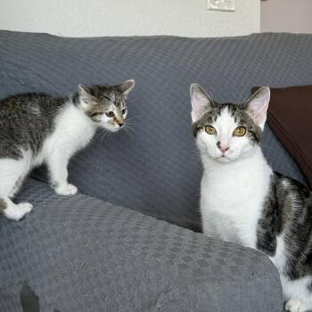Domestic Short Hair Cats Available for Adoption in Elfin Forest, California - Figure | PetCurious