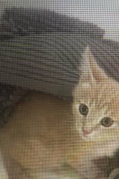 Kuwolski -  Domestic Short Hair Cat for Adoption in Bardstown, Kentucky - Kuwolski | PetCurious