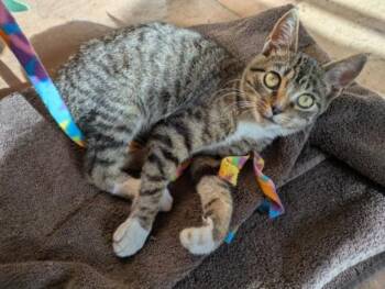 Domestic Short Hair Cats Available for Adoption - ERNIE | PetCurious