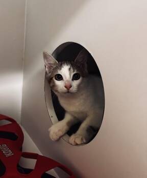 Meep-win -  Domestic Short Hair Cat for Adoption in Fairfax, Virginia - Meep-win | PetCurious