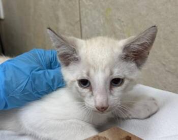 ikao -  Domestic Short Hair Cat for Adoption in Honolulu, Hawaii - Ikao | PetCurious