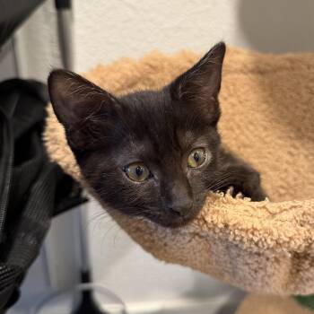 Caligo -  Domestic Short Hair Cat for Adoption in Davis, California - Caligo | PetCurious