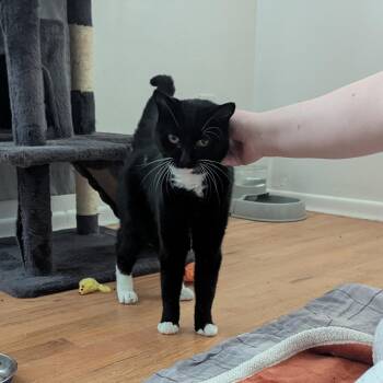 Cedar -  Domestic Short Hair Cat for Adoption in West Richland, Washington - Cedar | PetCurious