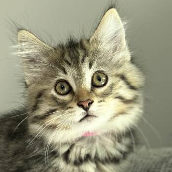 Miso -  Domestic Long Hair Cat Available for Adoption in Victor, New York - Miso | PetCurious