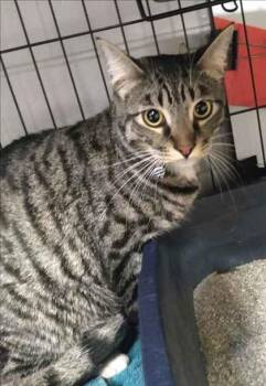 Zebra Cake -  Domestic Short Hair Cat for Adoption in Palm Coast, Florida - Zebra Cake | PetCurious