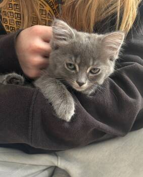 Rescue Domestic Long Hair and Ragamuffin Cats for Adoption in Pacifica, California - Hannah (Potato) | PetCurious