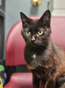 Rosemary -  Domestic Short Hair Cat for Adoption in Huntington, Indiana - Rosemary | PetCurious
