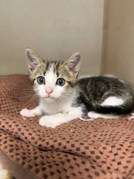 Ricky Bobby -  Domestic Short Hair Cat for Adoption in King William, Virginia - Ricky Bobby | PetCurious