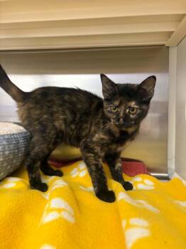 Pepper -  Tortoiseshell Cat for Adoption in Cleburne, Texas - Pepper | PetCurious