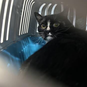 Blanket -  Domestic Short Hair Cat for Adoption in Newark, New Jersey - Blanket | PetCurious