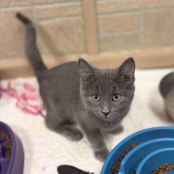 Ruff Ruffman -  Domestic Short Hair Cat for Adoption in Davenport, Iowa - Ruff Ruffman | PetCurious