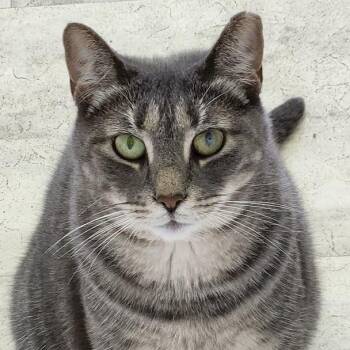 Domestic Short Hair Cats Available for Adoption in Brockport, New York - CC | PetCurious