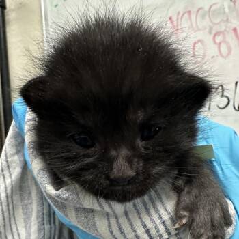 Angry Potato -  Domestic Short Hair Cat for Adoption in San Antonio, Texas - Angry Potato | PetCurious