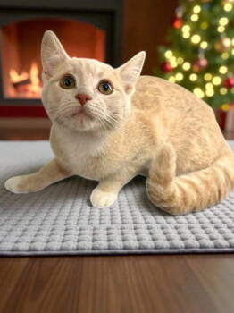 Rescue Domestic Short Hair Cats for Adoption in Sullivan, Indiana - Gumbie | PetCurious