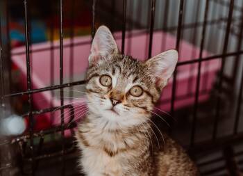 Rescue Tabby and Domestic Short Hair Cats for Adoption in Le Mars, Iowa - Sleepy Head (green Collar) | PetCurious