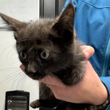 Rescue Domestic Short Hair Cats for Adoption in Spring Hill, Kansas - Glinda | PetCurious