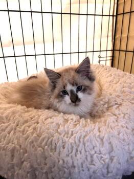 Himalayan Cats Available for Adoption in Jurupa Valley, California - Leilani | PetCurious