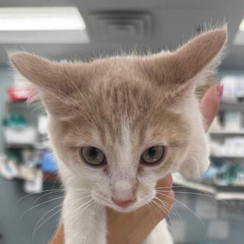 Chai -  Domestic Short Hair Cat for Adoption in Wheeling, Illinois - Chai | PetCurious