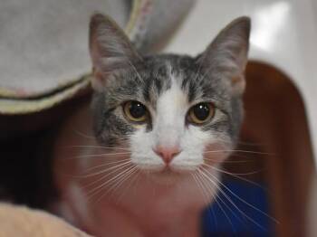 Stormy -  Domestic Short Hair Cat for Adoption in Portland, Oregon - Stormy | PetCurious