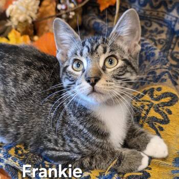 FRANKIE -  Domestic Short Hair Cat for Adoption in Kyle, Texas - FRANKIE | PetCurious
