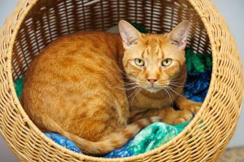 Fireheart -  Domestic Short Hair Cat for Adoption in Chester Springs, Pennsylvania - Fireheart | PetCurious