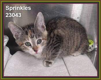 SPRINKLES (see also FUDGE and SUNDAE) -  Domestic Short Hair Cat for Adoption in Marietta, Georgia - SPRINKLES (see Also FUDGE And SUNDAE) | PetCurious