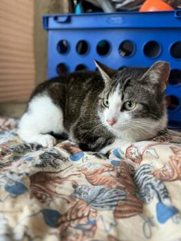 Rescue Domestic Short Hair Cats for Adoption in Oxford, Pennsylvania - Celeste | PetCurious