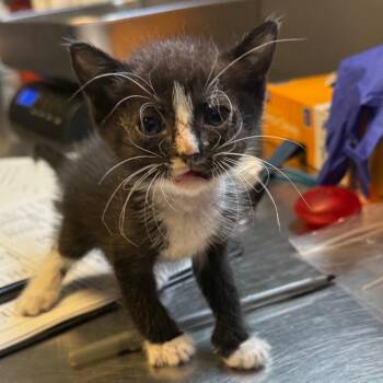 TUSC-Stray-85817 -  Domestic Short Hair Cat for Adoption in Tuscaloosa, Alabama - TUSC-Stray-85817 | PetCurious