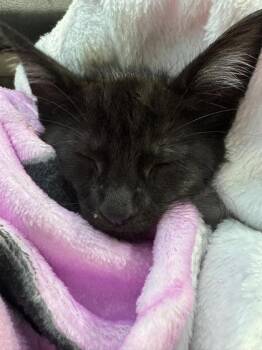 Margaery -  Domestic Short Hair Cat for Adoption in Hobart, Indiana - Margaery | PetCurious