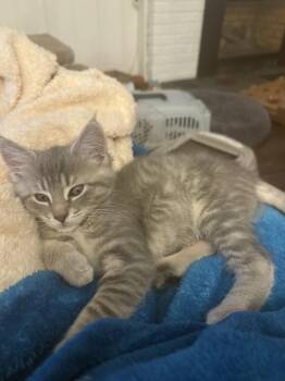Domestic Medium Hair Cats Available for Adoption in Plymouth, Michigan - Cinnamon Roll | PetCurious