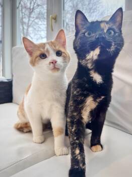 Rescue Domestic Short Hair Cats for Adoption in Fairfax Station, Virginia - Simon And Willa | PetCurious