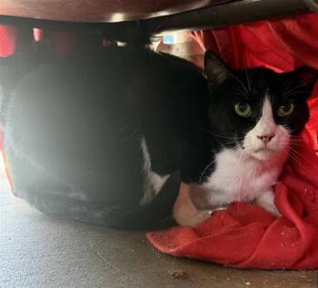 3-8 -  Domestic Short Hair Cat for Adoption in San Antonio, Texas - 3-8 | PetCurious