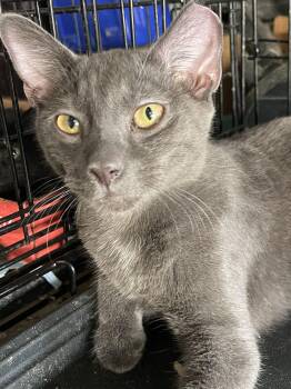 Beemer -  Russian Blue Cat for Adoption in San Antonio, Texas - Beemer | PetCurious