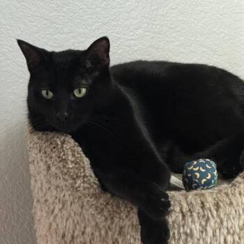 Jasper -  Domestic Short Hair Cat for Adoption in Hemet, California - Jasper | PetCurious